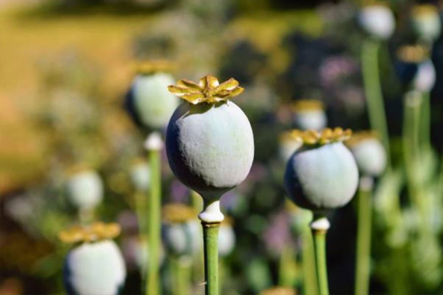 Office of Chief Controller Government Opium  Alkaloid Factories